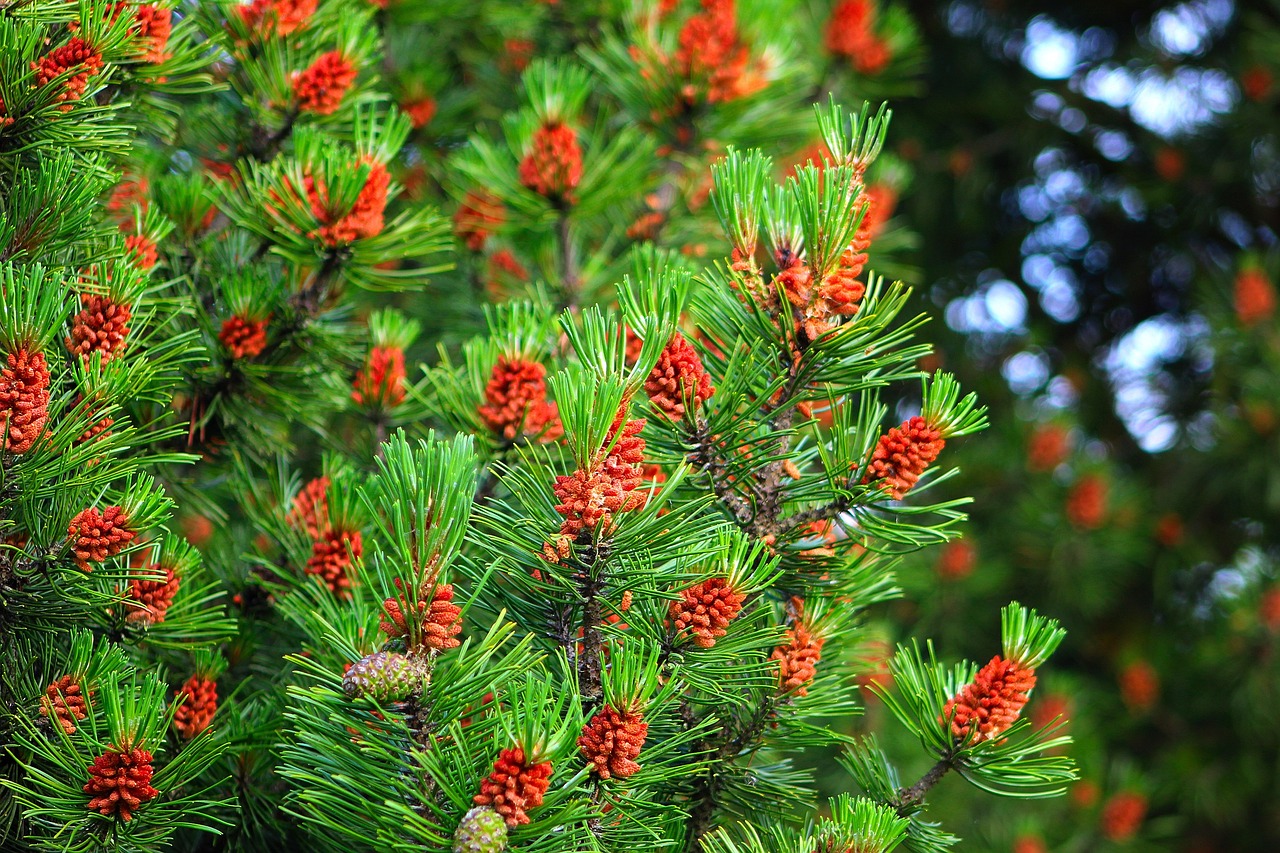 Easy Pine Cone Crafts for Kids